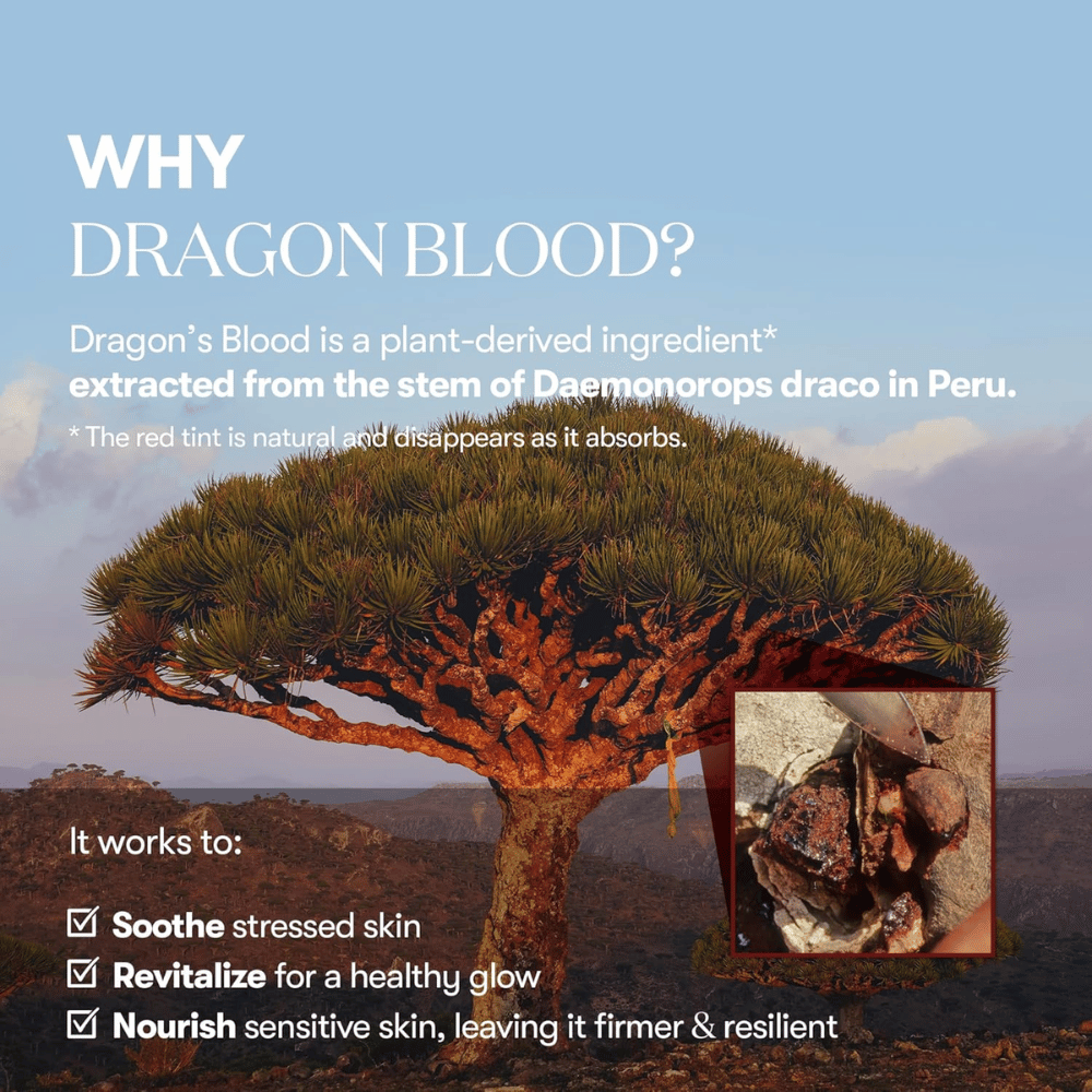 Kuvitus Dragon's Blood -puusta (Daemonorops draco) Perussa, ainesosa VT Red Booster Reedle Shot 100, joka rauhoittaa stressaantunutta ihoa, vahvistaa ihon suojaa ja antaa terveen hehkun.